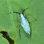 Cyllecoris histrionius (Linnaeus, 1767) (larve)