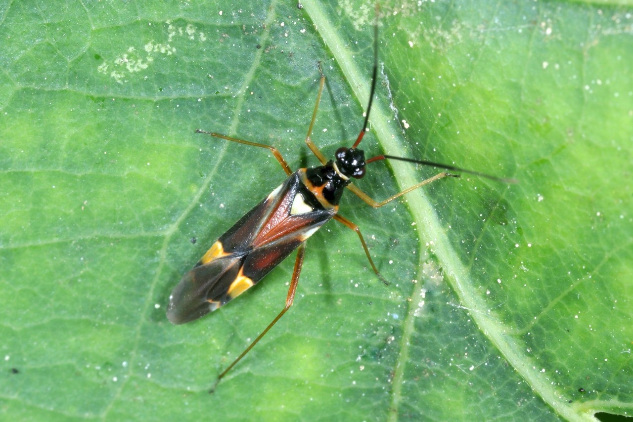 Cyllecoris histrionius (Linnaeus, 1767) 