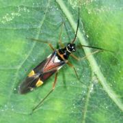 Cyllecoris histrionius (Linnaeus, 1767) 