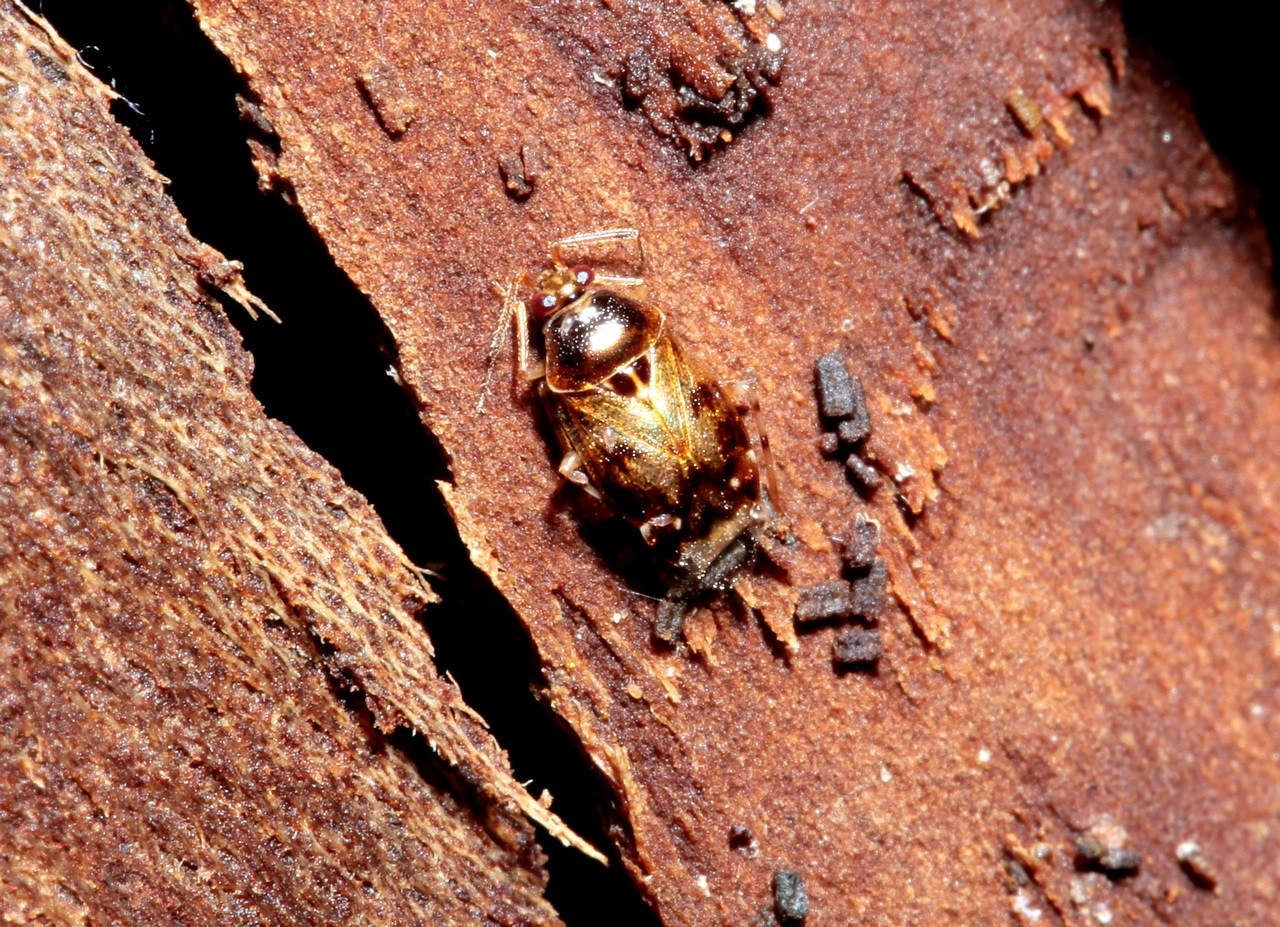 Deraeocoris lutescens (Schilling, 1837)