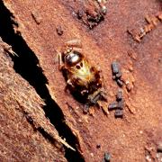 Deraeocoris lutescens (Schilling, 1837)