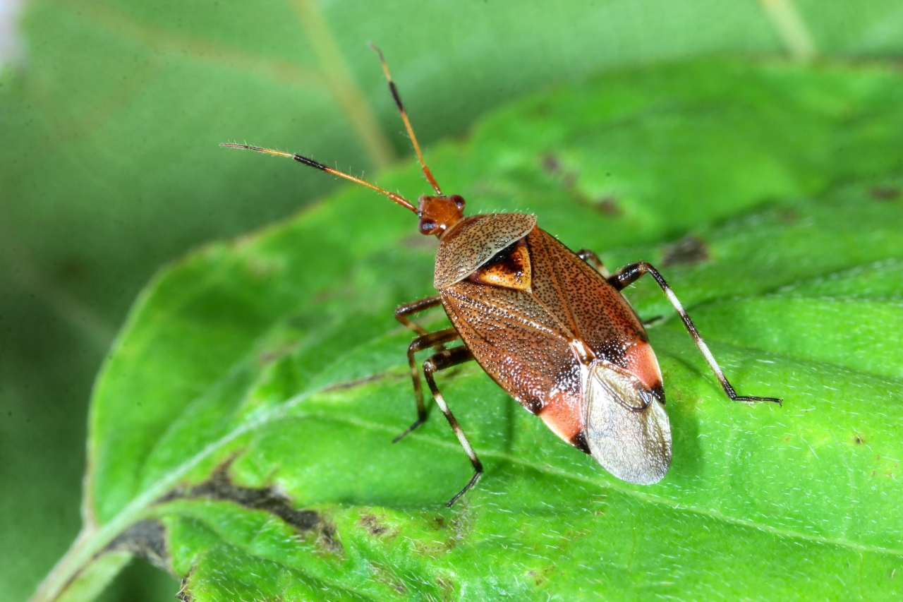 Deraeocoris olivaceus (Fabricius, 1777)