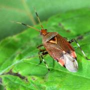 Deraeocoris olivaceus (Fabricius, 1777)