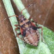 Deraeocoris olivaceus (Fabricius, 1777) (larve)