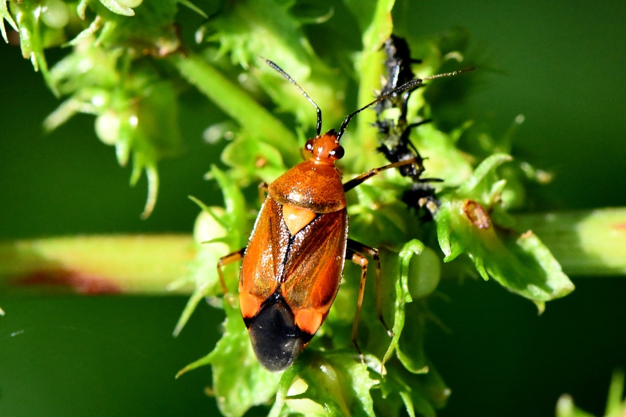 Deraeocoris ruber (Linnaeus, 1758)  