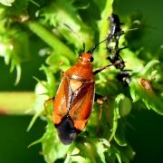 Deraeocoris ruber (Linnaeus, 1758)  