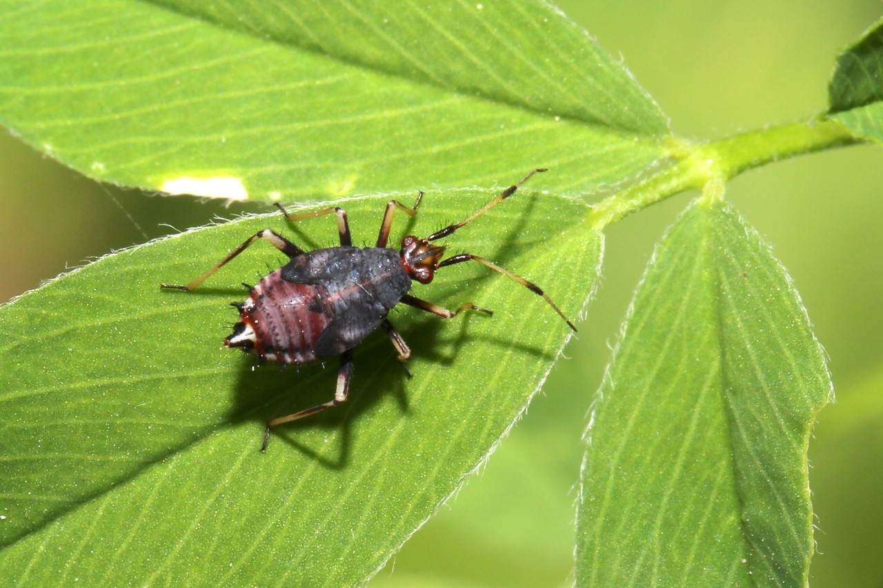 Deraeocoris ruber (Linnaeus, 1758) (larve)