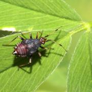 Deraeocoris ruber (Linnaeus, 1758) (larve)