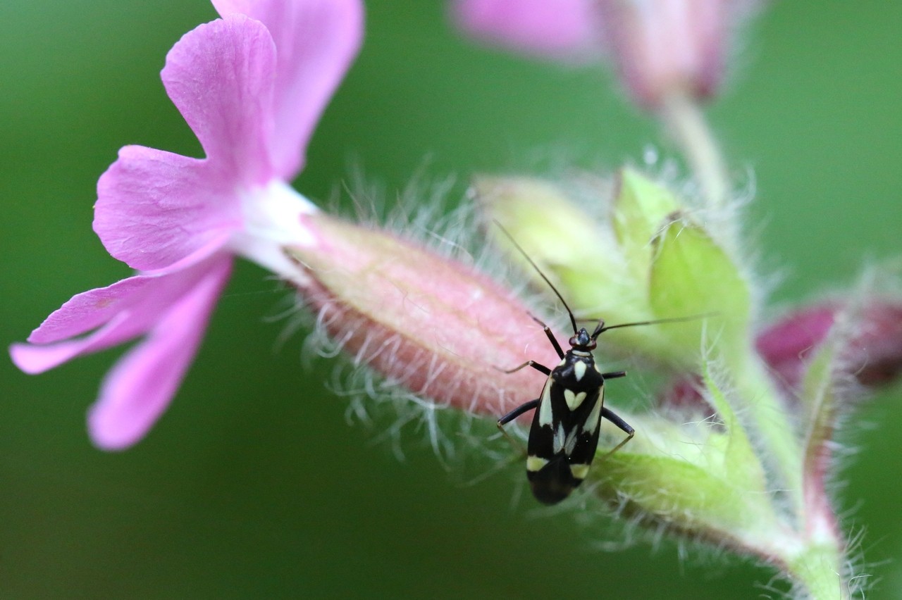 Grypocoris sexguttatus (Fabricius, 1777)