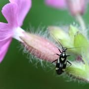 Grypocoris sexguttatus (Fabricius, 1777)