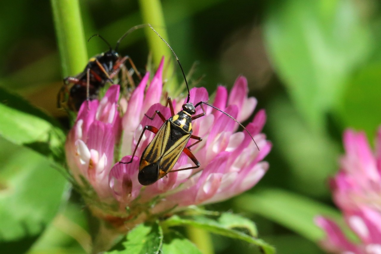 Hadrodemus m-flavum (Goeze, 1778)