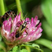 Hadrodemus m-flavum (Goeze, 1778)