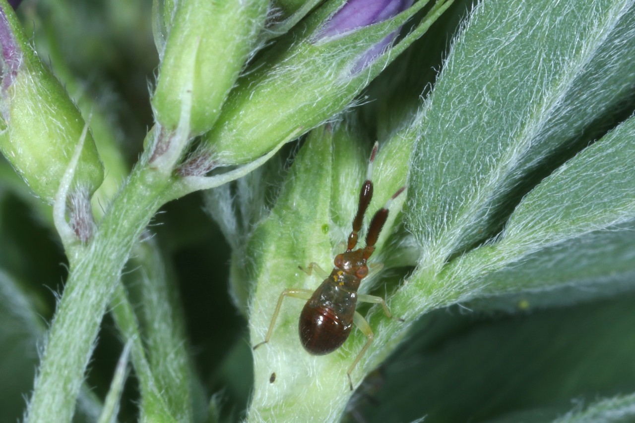 Heterotoma planicornis (Pallas, 1772) (larve au stade V) 