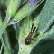 Heterotoma planicornis (Pallas, 1772) (larve au stade V) 