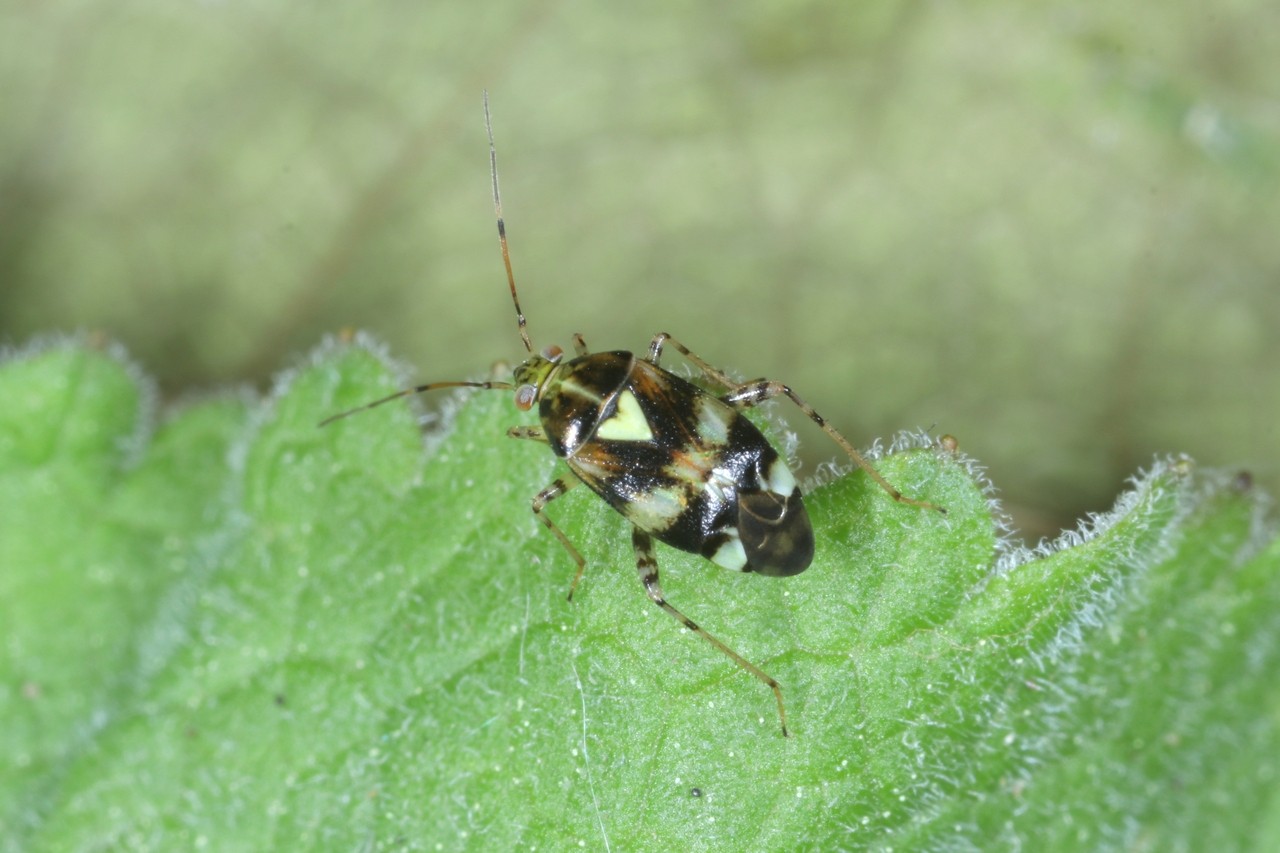 Liocoris tripustulatus (Fabricius, 1781) - Punaise de l'ortie