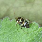 Liocoris tripustulatus (Fabricius, 1781) - Punaise de l'ortie