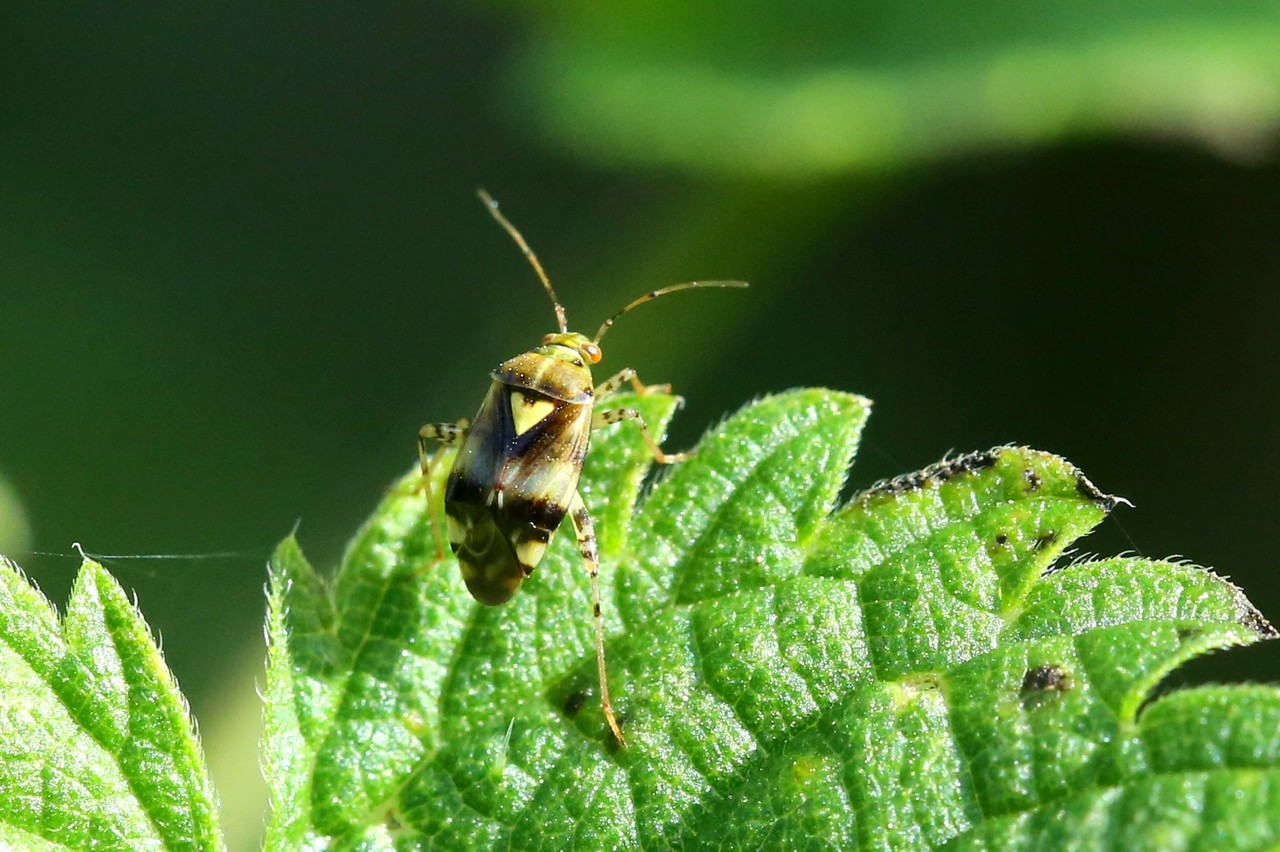 Liocoris tripustulatus (Fabricius, 1781) - Punaise de l'ortie