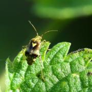 Liocoris tripustulatus (Fabricius, 1781) - Punaise de l'ortie