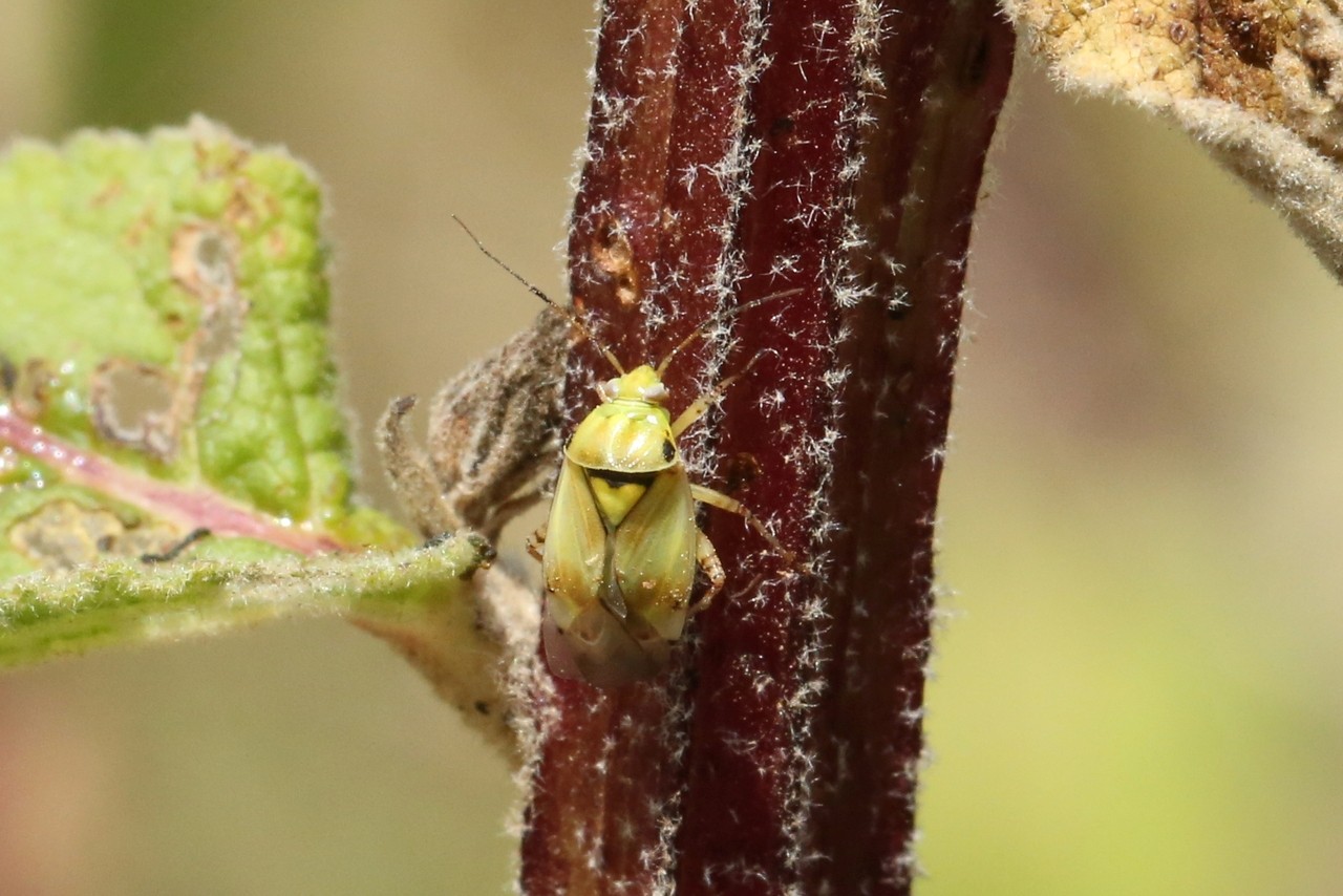 Lygus gemellatus (Herrich-Schäffer, 1835)