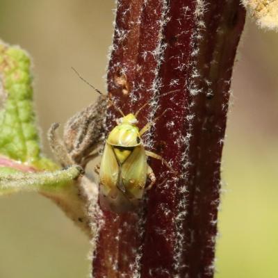 Lygus gemellatus (Herrich-Schäffer, 1835)