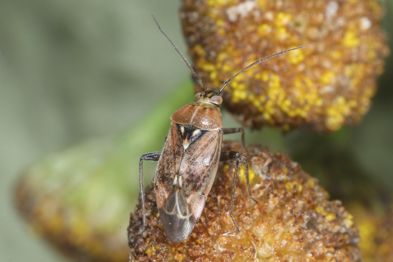 Lygus rugulipennis Poppius, 1911