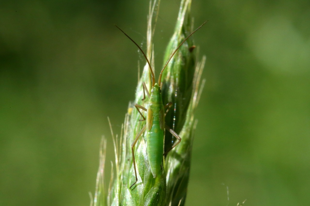 Megaloceroea recticornis (Geoffroy, 1785) - Punaise verte à antennes droites (juvénile)