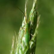 Megaloceroea recticornis (Geoffroy, 1785) - Punaise verte à antennes droites (juvénile)