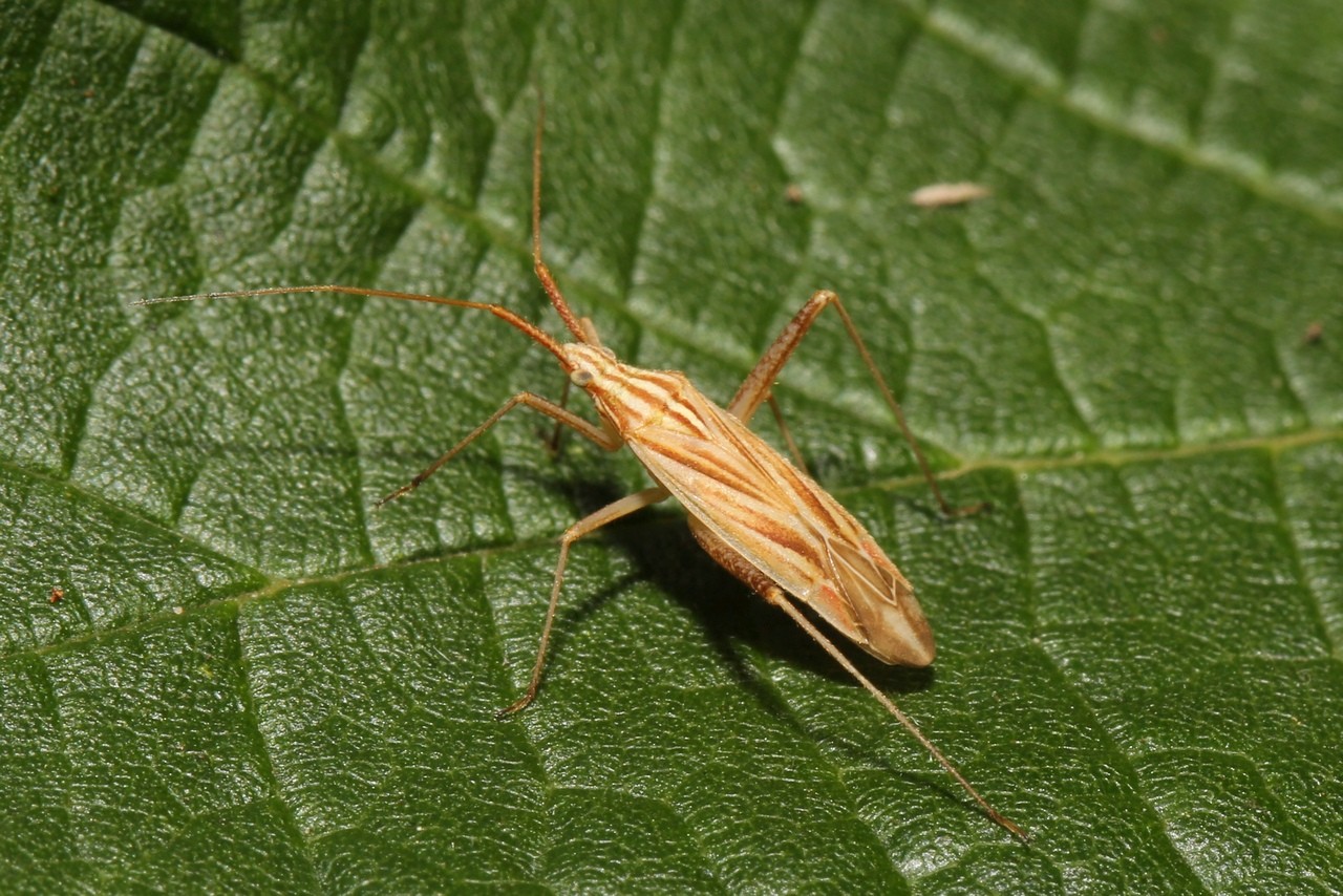 Miridius quadrivirgatus (A. Costa, 1853)