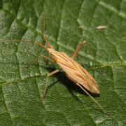 Miridius quadrivirgatus (A. Costa, 1853)