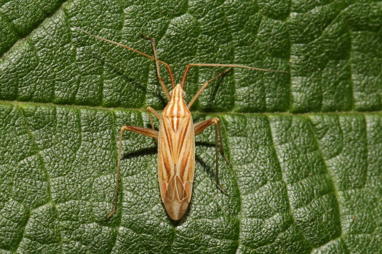 Miridius quadrivirgatus (A. Costa, 1853) 