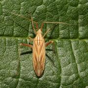 Miridius quadrivirgatus (A. Costa, 1853) 