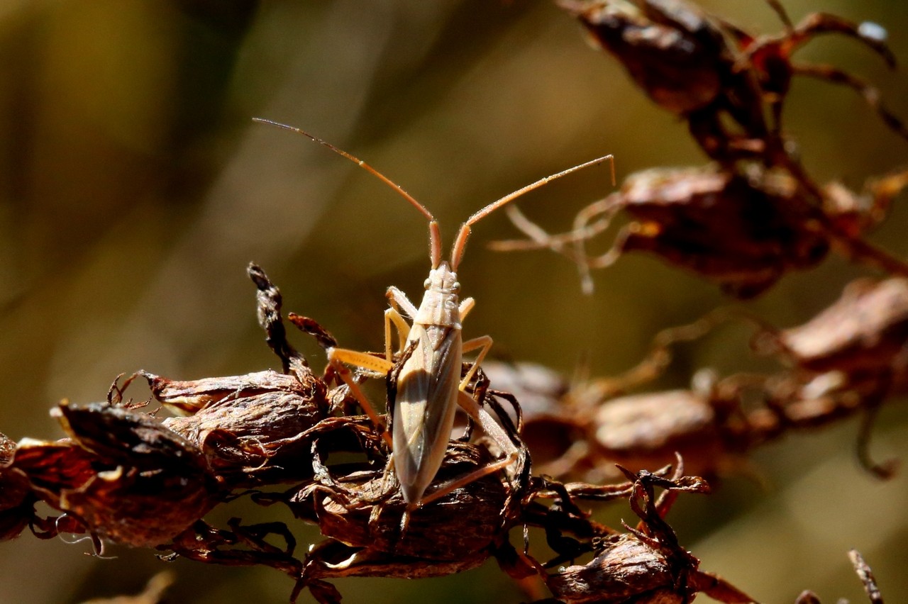 Notostira elongata (Geoffroy, 1785) (femelle)