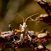 Notostira elongata (Geoffroy, 1785) (femelle)