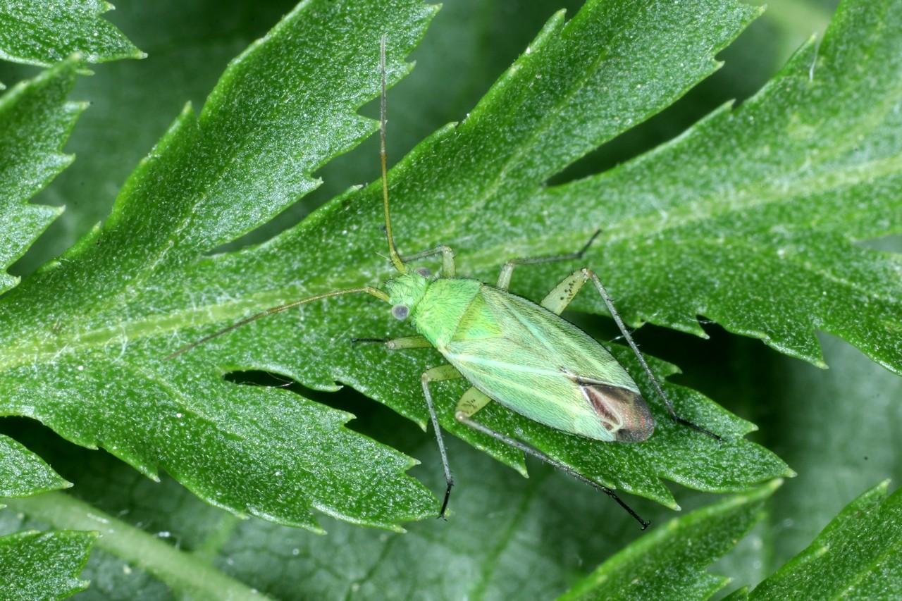 Oncotylus punctipes Reuter, 1875