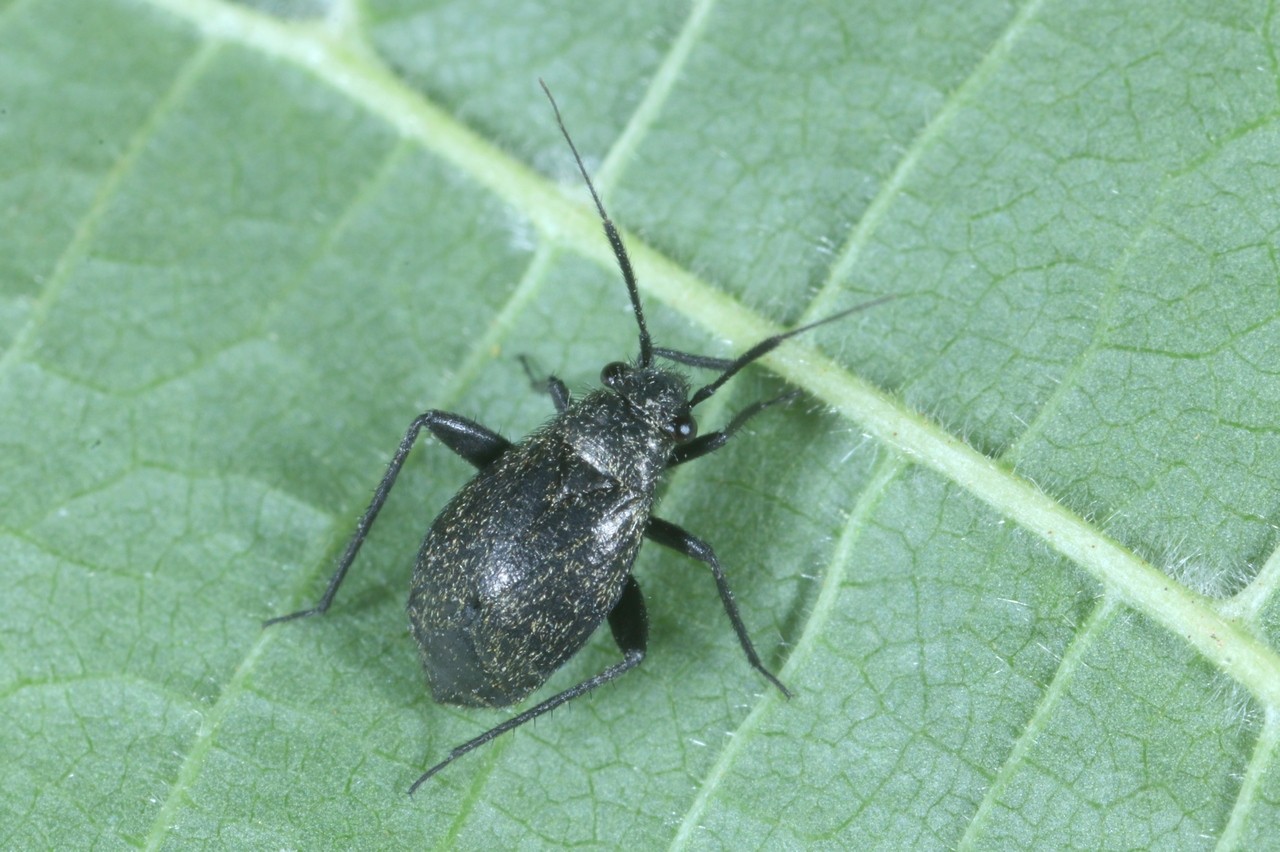 Orthocephalus coriaceus (Fabricius, 1777) (femelle)