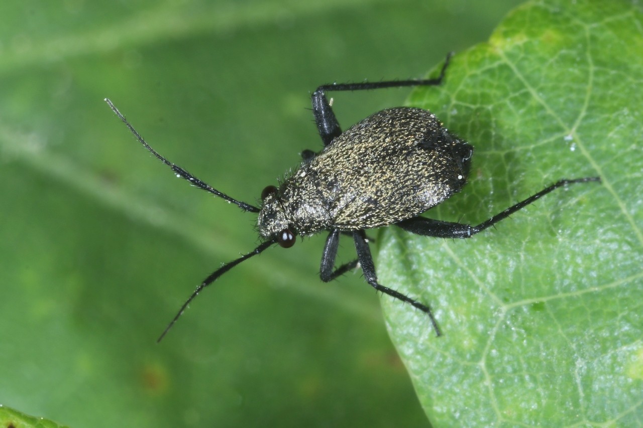 Orthocephalus coriaceus (Fabricius, 1777) (femelle)