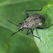 Orthocephalus coriaceus (Fabricius, 1777) (femelle)