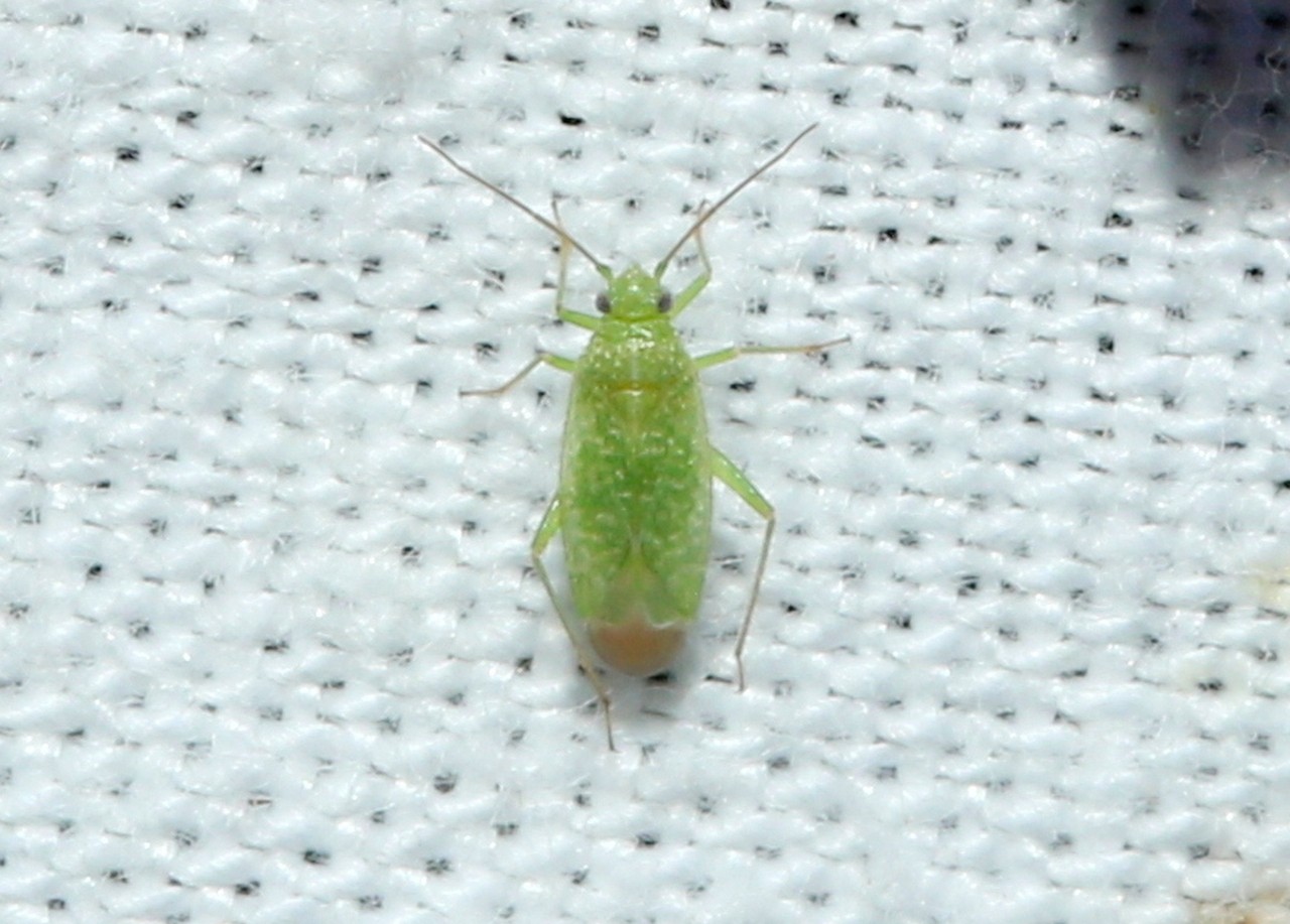 Orthotylus flavosparsus (Sahlberg, 1841)