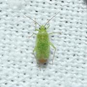 Orthotylus flavosparsus (Sahlberg, 1841)