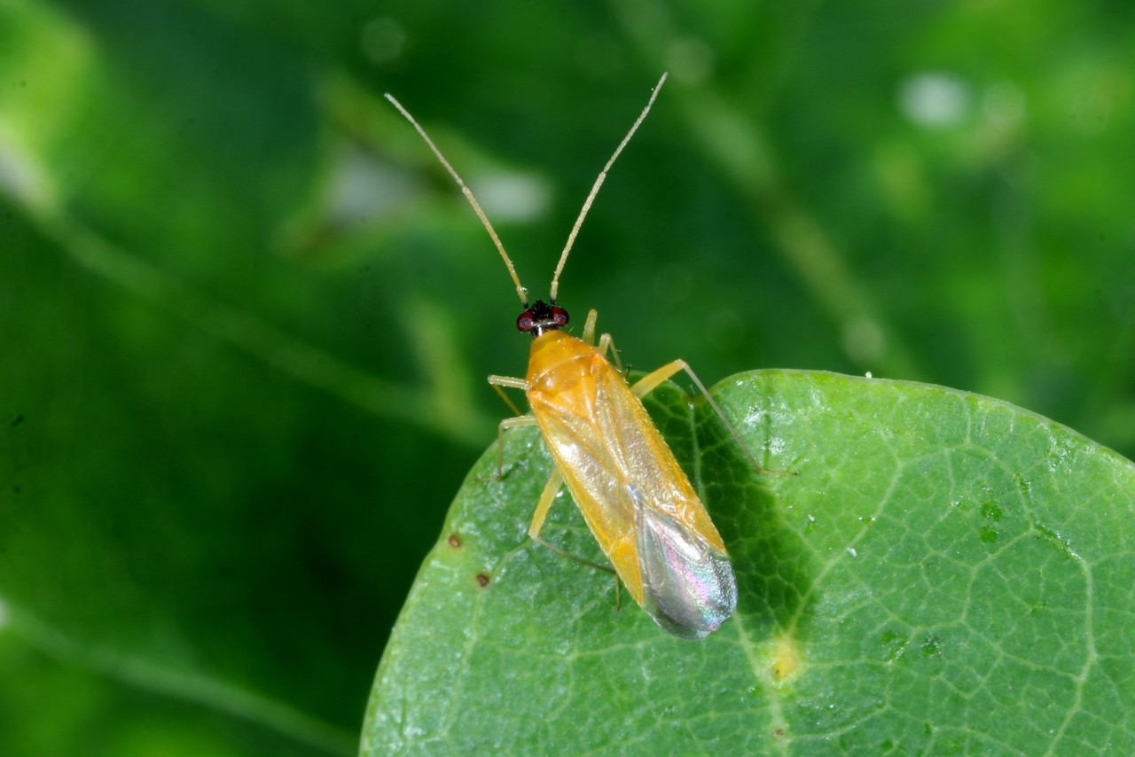 Phylus melanocephalus (Linnaeus, 1767)