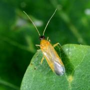 Phylus melanocephalus (Linnaeus, 1767)