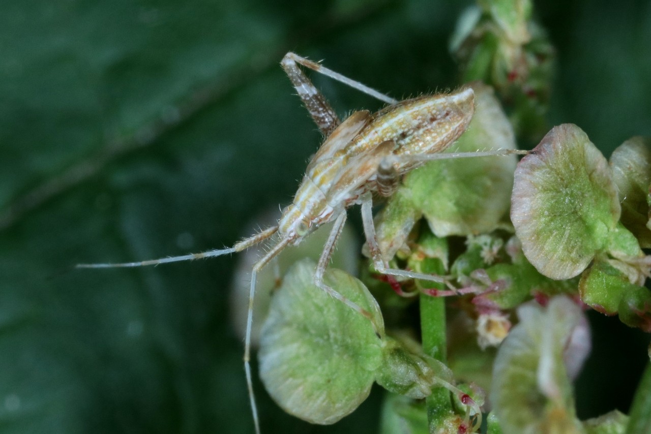 Phytocoris sp (larve)