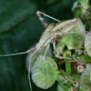 Phytocoris sp (larve)