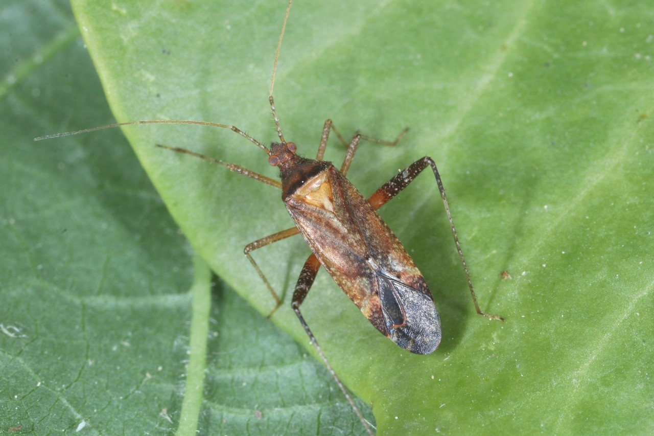 Phytocoris ulmi (Linnaeus, 1758)