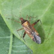 Phytocoris ulmi (Linnaeus, 1758)