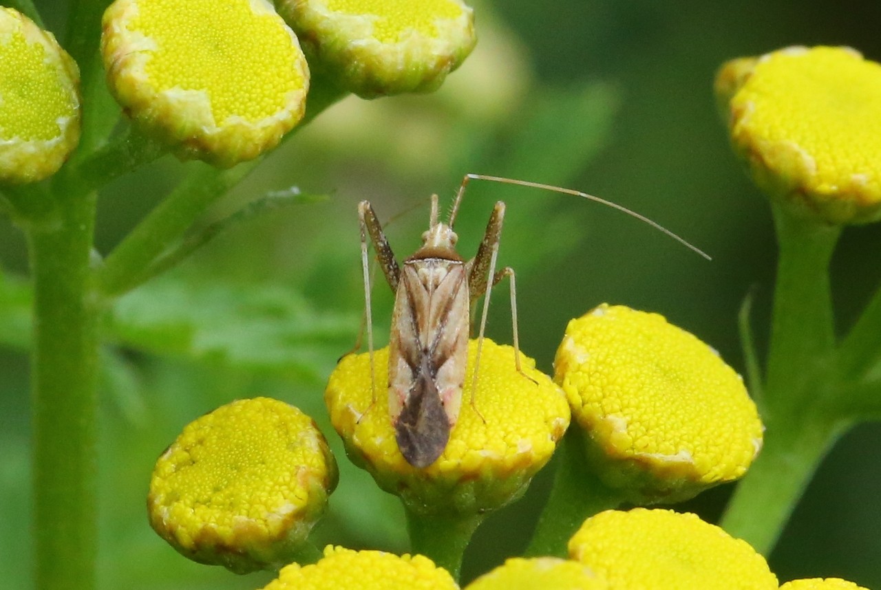 Phytocoris varipes Boheman, 1852