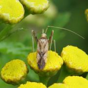 Phytocoris varipes Boheman, 1852