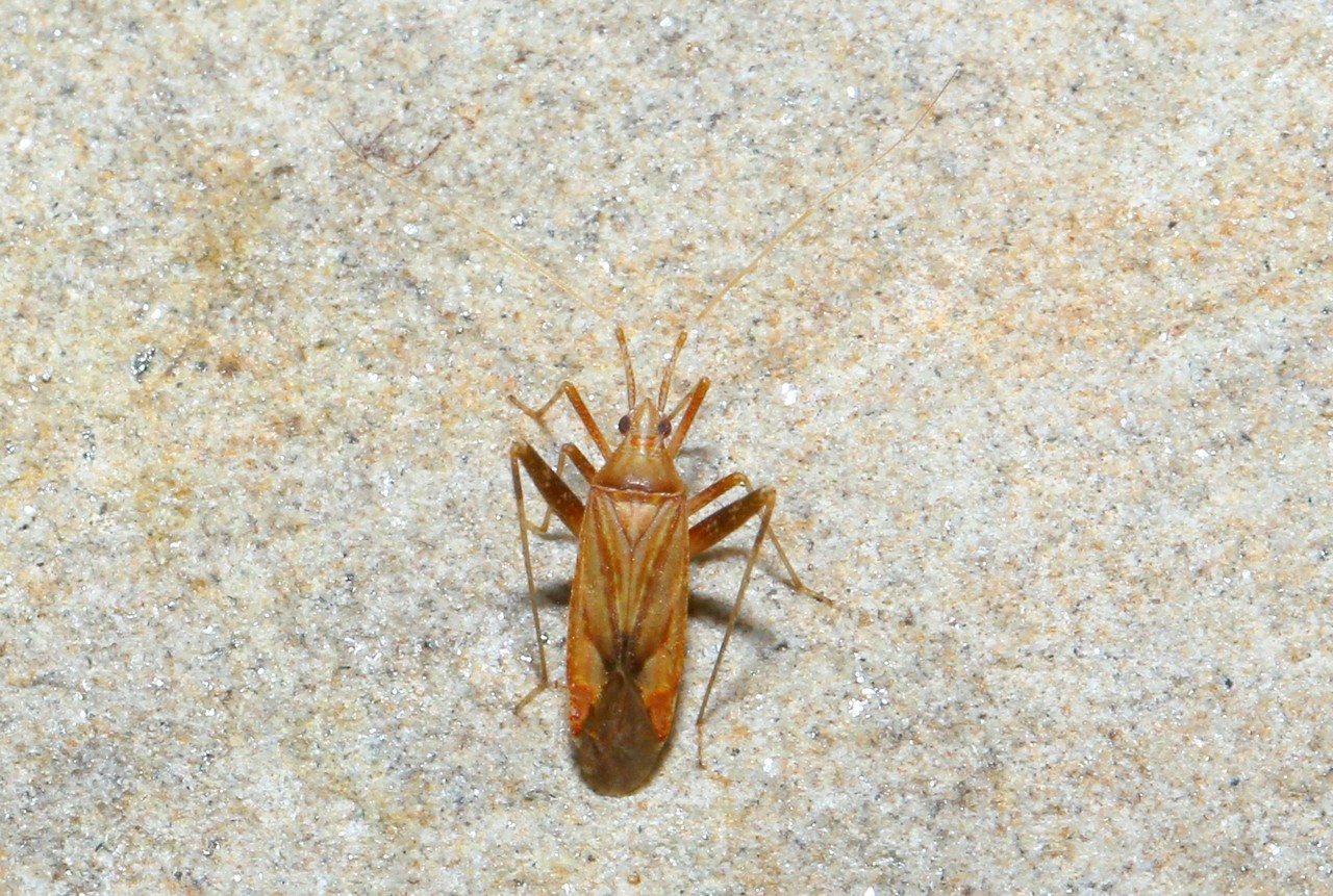 Phytocoris varipes Boheman, 1852