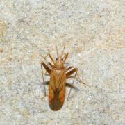 Phytocoris varipes Boheman, 1852