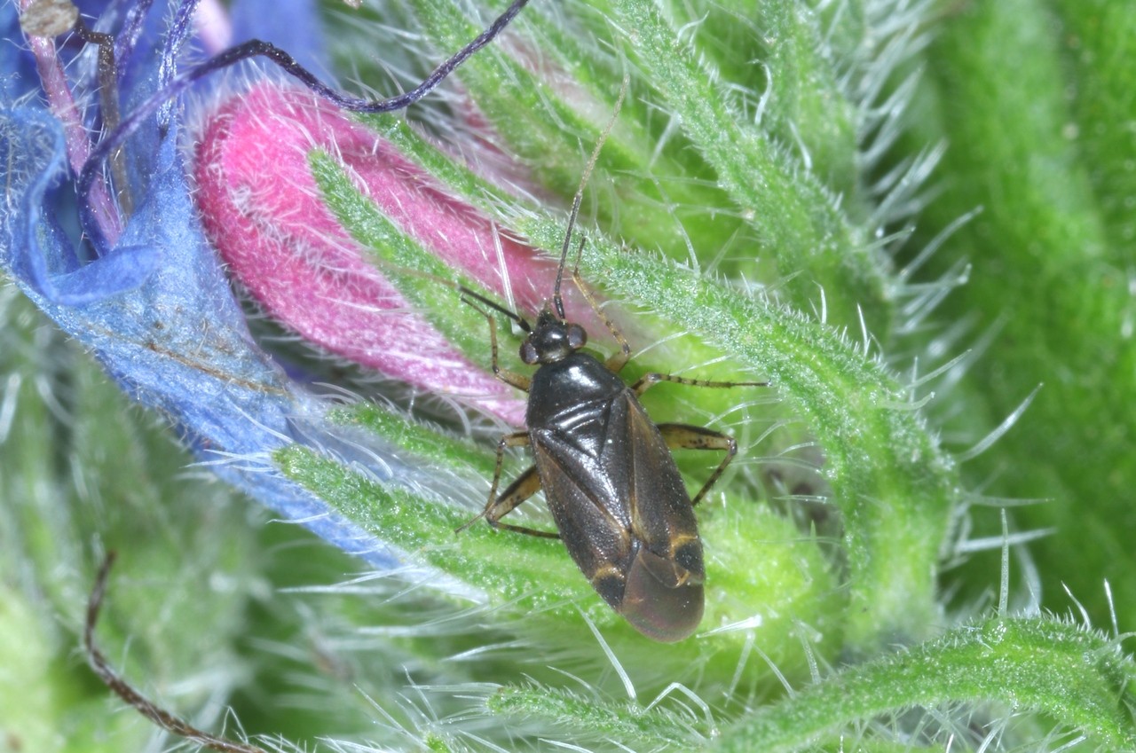 Plagiognathus arbustorum (Fabricius, 1794)